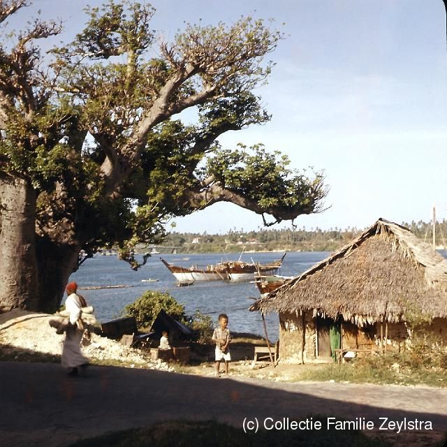 zanz-8.jpg - IOude haven van Mombassa met baobab-boom